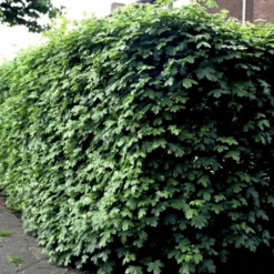 Naur Acer Campestre Solitær Busk 150-200 Cm. Høj,- 60-100 Cm. Bred. 14 Naur Acer Campestre Solitær Busk 150-200 Cm. Høj,- 60-100 Cm. Bred. -Osmosite Butik p13 54050 acer campestre 3c41