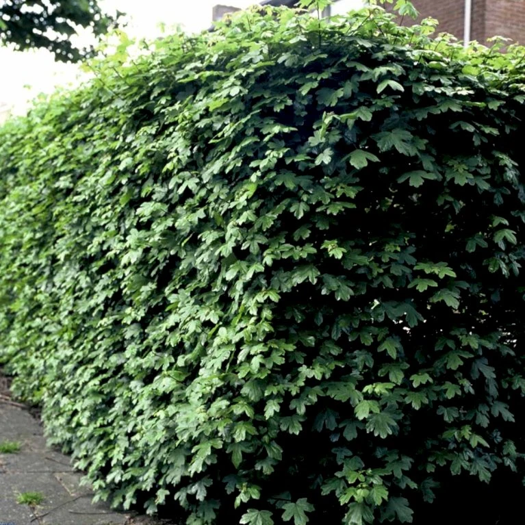 Naur Acer Campestre Solitær Busk 150-200 Cm. Høj,- 60-100 Cm. Bred. 5 Naur Acer Campestre Solitær Busk 150-200 Cm. Høj,- 60-100 Cm. Bred. - Billede 5