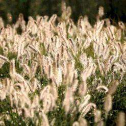 Lampepudsergræs 'Hameln' Pennisetum Alopecuroides 'Hameln' 1 Liter Potte -Osmosite Butik p1407 50911 pennisetum alopecuroides hameln b42c