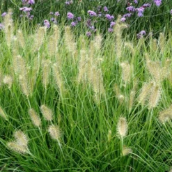 Lampepudsergræs 'Hameln' Pennisetum Alopecuroides 'Hameln' 1 Liter Potte -Osmosite Butik p1407 50914 pennisetum alopecuroides hameln 9aa0