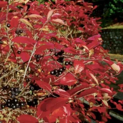 Storfrugtet Surbær Aronia Melanocarpa Solitær Busk 125-150 Cm., Med Klump -Osmosite Butik p150 54053 aronia melanocarpa 6a62