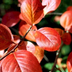 Storfrugtet Surbær Aronia Melanocarpa Solitær Busk 125-150 Cm., Med Klump -Osmosite Butik p150 54054 aronia melanocarpa 342a