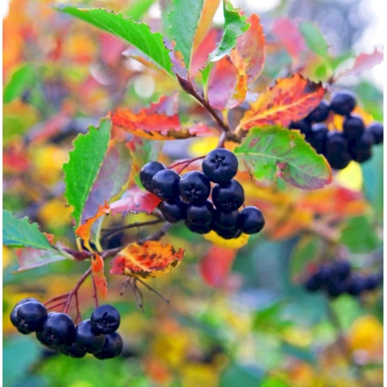 Surbær 'Norðîc® Aron' Aronia Melanocarpa 'Norðîc® Aron' 5 Liter Potte 1 Surbær 'Norðîc® Aron' Aronia Melanocarpa 'Norðîc® Aron' 5 Liter Potte