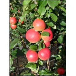 Æble 'Ahrista' Malus X 'Ahrista' 4-8 Grene. 120-160 Cm. Potte, (M7)