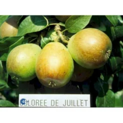 Pære 'Colorée De Julliet' Pyrus Communis 'Colorée De Julliet' 4-8 Grene. 120-160 Cm. Potte, (Kvæde A)