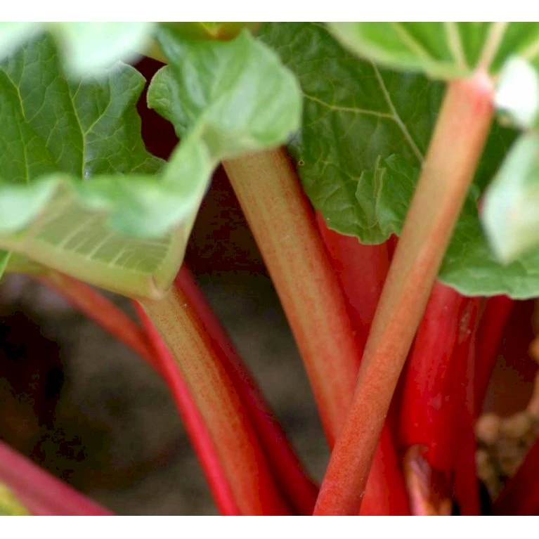 Rabarber 'Elmblitz' Rheum 'Elmblitz' (Jordbærrabarber) 3,5 Liter Potte 1 Rabarber 'Elmblitz' Rheum 'Elmblitz' (Jordbærrabarber) 3,5 Liter Potte
