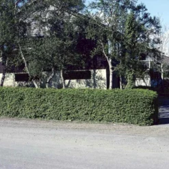 Fjeldribs Ribes Alpinum Barrods,- 4 års (2/2) 30-60 Cm.