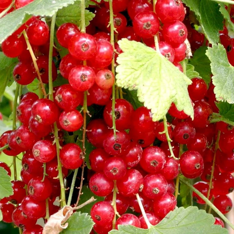 Ribs 'Jonkheer Van Tets' Ribes Rubrum 'Jonkheer Van Tets' Barrods,- 4-8 Grene 1 Ribs 'Jonkheer Van Tets' Ribes Rubrum 'Jonkheer Van Tets' Barrods,- 4-8 Grene