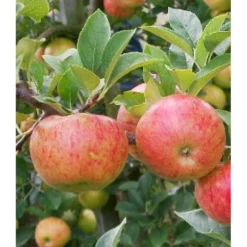 Cider æble 'Dabinette' Malus X 'Dabinette' 4-8 Grene, 120-160 Cm. 7,5 Liter Potte