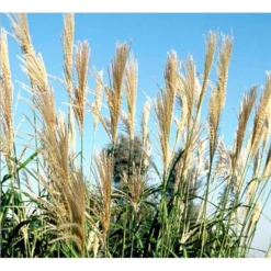 Elefantgræs 'Grosse Fontäne' Miscanthus Sinenensis 'Grosse Fontäne' 3,0 Liter Potte