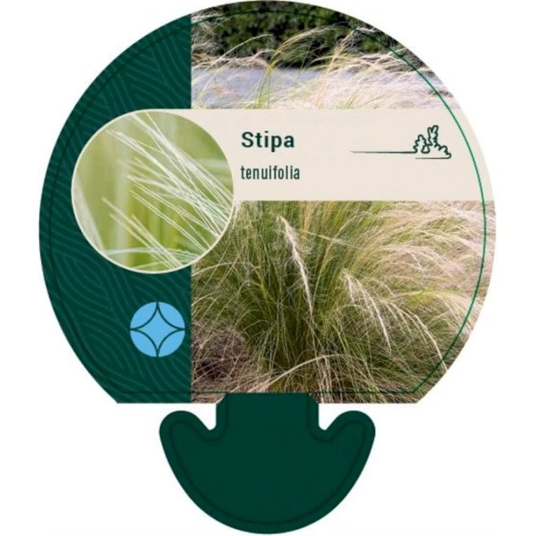 Hejregræs Stipa Tenuissima Bakke Med 12 Stk. 1 Hejregræs Stipa Tenuissima Bakke Med 12 Stk.
