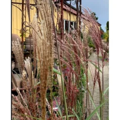Elefantgræs 'Flamingo' Miscanthus 'Flamingo' 3,0 Liter Potte -Osmosite Butik p17848 38526 elefantgraes 1f2a