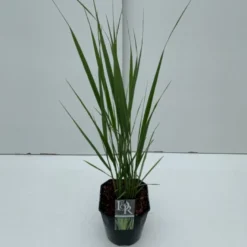 Rishirse Stålblå 'Northwind' Panicum Virgatum 'Northwind' 5 Liter Potte