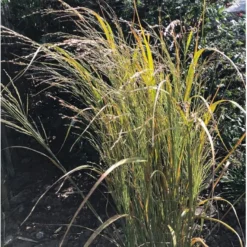 Rishirse Stålblå 'Northwind' Panicum Virgatum 'Northwind' 5 Liter Potte -Osmosite Butik p17850 36572 panicum virgatum northwind b694