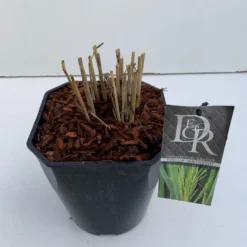 Rishirse Stålblå 'Northwind' Panicum Virgatum 'Northwind' 5 Liter Potte -Osmosite Butik p17850 38211 image a5c7