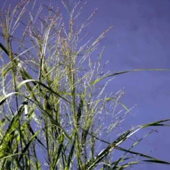 Rishirse Stålblå 'Northwind' Panicum Virgatum 'Northwind' 5 Liter Potte -Osmosite Butik p17850 52380 panicum virgatum northwind 7072