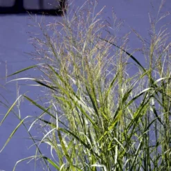 Rishirse Stålblå 'Northwind' Panicum Virgatum 'Northwind' 5 Liter Potte -Osmosite Butik p17850 52381 panicum virgatum northwind 695c