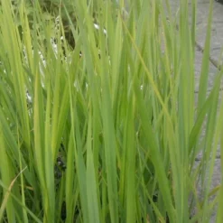 Rishirse Stålblå 'Northwind' Panicum Virgatum 'Northwind' 5 Liter Potte -Osmosite Butik p17850 52382 panicum virgatum northwind d551