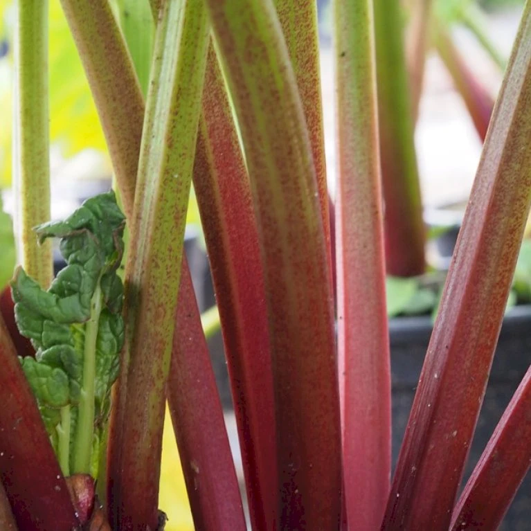 Rabarber 'Red Champagne' Rheum 'Red Champagne' (Jordbærrabarber) 3,5 Liter Potte 1 Rabarber 'Red Champagne' Rheum 'Red Champagne' (Jordbærrabarber) 3,5 Liter Potte