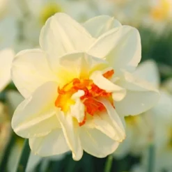 Påskelilje 'Flower Drift' Storkøb Narcissus 'Flower Drift' Blomsterløg, Antal Pr. Pakke, Ca. 100