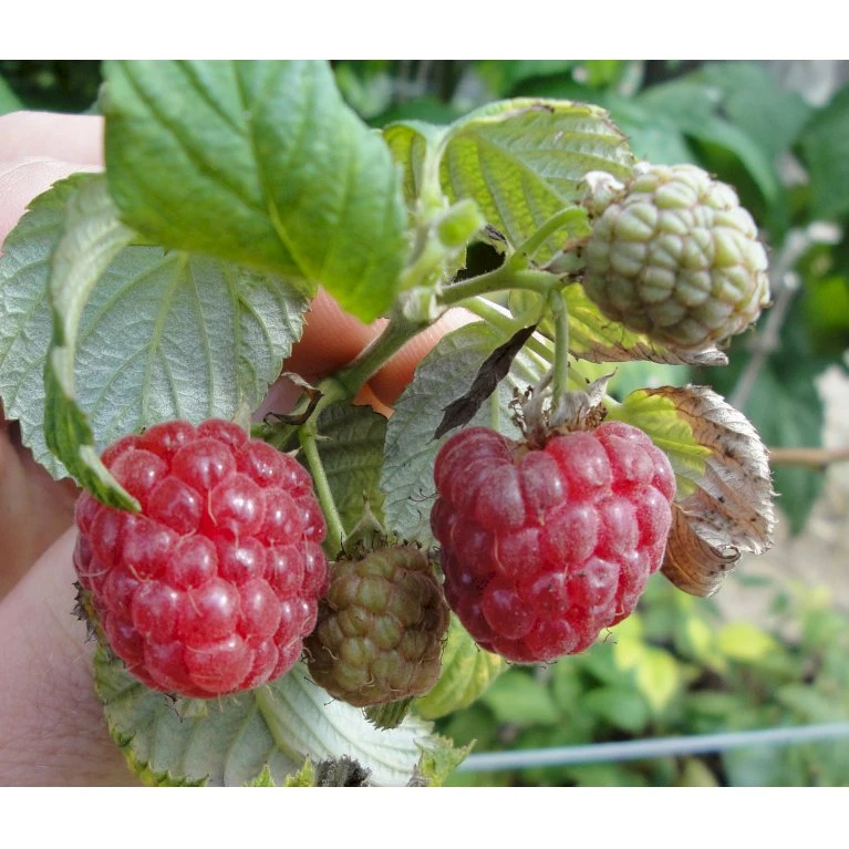 Sommer Hindbær 'Mormors Hindbær' Rubus Idaeus 'Mormorshallon' Barrods,- 8-10 Mm. Rodhals. 1 Sommer Hindbær 'Mormors Hindbær' Rubus Idaeus 'Mormorshallon' Barrods,- 8-10 Mm. Rodhals.