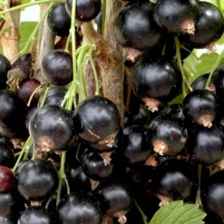 Solbær 'Titania' Ribes Nigrum 'Titania' 3,5 Liter Potte -Osmosite Butik p1928 48790 ribes nigrum titania a4db