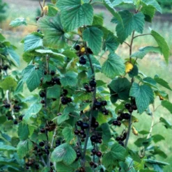 Solbær 'Titania' Ribes Nigrum 'Titania' 3,5 Liter Potte -Osmosite Butik p1928 48791 ribes nigrum titania 637c