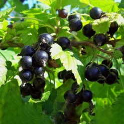 Solbær 'Titania' Ribes Nigrum 'Titania' 3,5 Liter Potte -Osmosite Butik p1928 50630 ribes nigrum titania 9f37