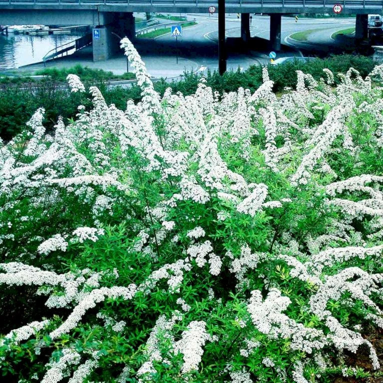 Snedrivebusk 'Grefsheim' Spiraea Cinerea 'Grefsheim' Med Klump,- 125-150 Cm. 1 Snedrivebusk 'Grefsheim' Spiraea Cinerea 'Grefsheim' Med Klump,- 125-150 Cm.