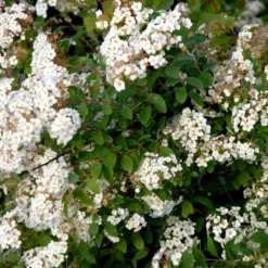 Buketspiræa Spiraea X Vanhouttei Plug + 2 års, 50-80 Cm. -Osmosite Butik p1971 54114 spiraea x vanhouttei 1c4f
