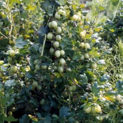 Stikkelsbær 'Invicta' Ribes Uva-crispa 'Invicta' 3,5 Liter Potte 11 Stikkelsbær 'Invicta' Ribes Uva-crispa 'Invicta' 3,5 Liter Potte -Osmosite Butik p1984 48808 ribes uva crispa invicta 07b0