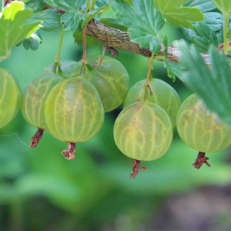 Stikkelsbær 'Invicta' Ribes Uva-crispa 'Invicta' 3,5 Liter Potte 5 Stikkelsbær 'Invicta' Ribes Uva-crispa 'Invicta' 3,5 Liter Potte - Billede 5