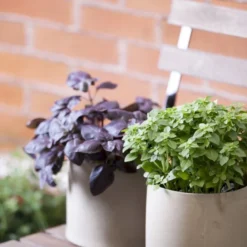 Rød Basilikum 'Rosie' Øko Ocimum Basilicum Var. Purpurascens 'Rosie' Frøpose, Antal Pr. Pakke, Ca. 50 Stk. -Osmosite Butik p20151 54540 ocimum basilicum var purpurascens rosie 6c15