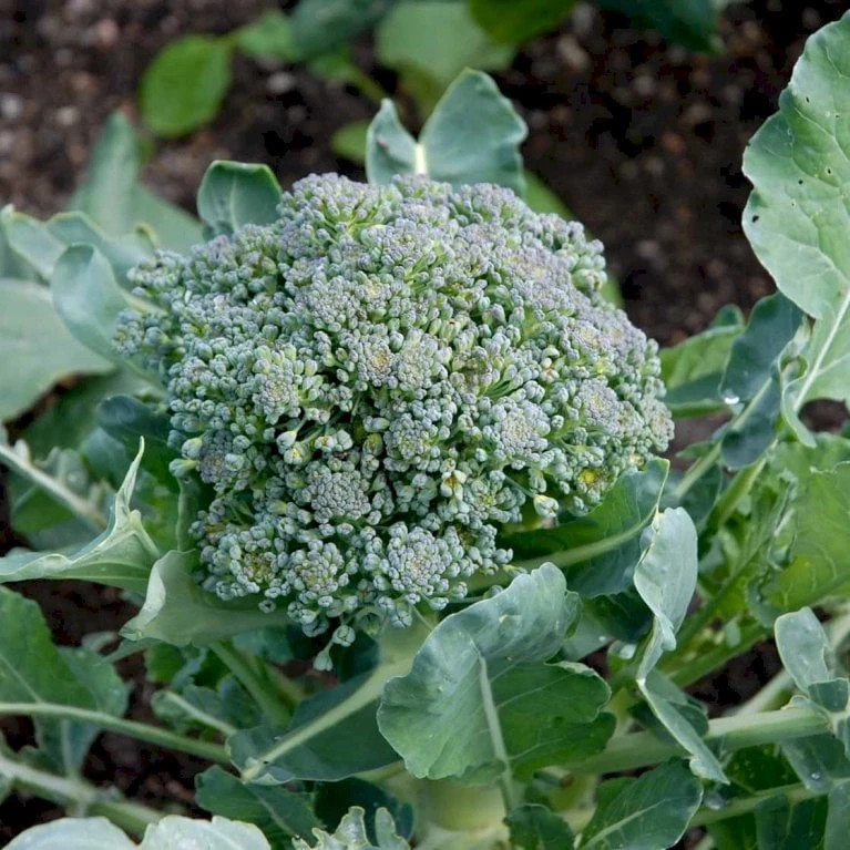 Broccoli 'Calabrese Natalino' Øko Brassica Oleracea 'Calabrese Natalino' Frøpose, Antal Pr. Pakke, Ca. 35 Stk. 2 Broccoli 'Calabrese Natalino' Øko Brassica Oleracea 'Calabrese Natalino' Frøpose, Antal Pr. Pakke, Ca. 35 Stk. - Billede 2