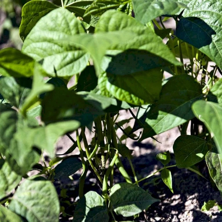 Pralbønne 'Lady Di' Øko Phaseolus Coccineus 'Lady Di' Frøpose, Antal Pr. Pakke, Ca. 10 Stk. 2 Pralbønne 'Lady Di' Øko Phaseolus Coccineus 'Lady Di' Frøpose, Antal Pr. Pakke, Ca. 10 Stk. - Billede 2