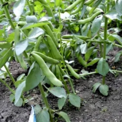 Valskbønne 'Express' Øko Vicia Faba 'Express' Frøpose, Antal Pr. Pakke, Ca. 13 Stk. -Osmosite Butik p20154 54546 vicia faba express 775c