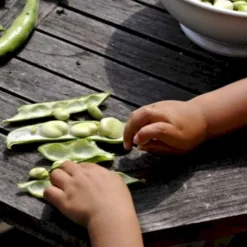 Valskbønne 'Express' Øko Vicia Faba 'Express' Frøpose, Antal Pr. Pakke, Ca. 13 Stk. -Osmosite Butik p20154 54547 vicia faba express 3d2c