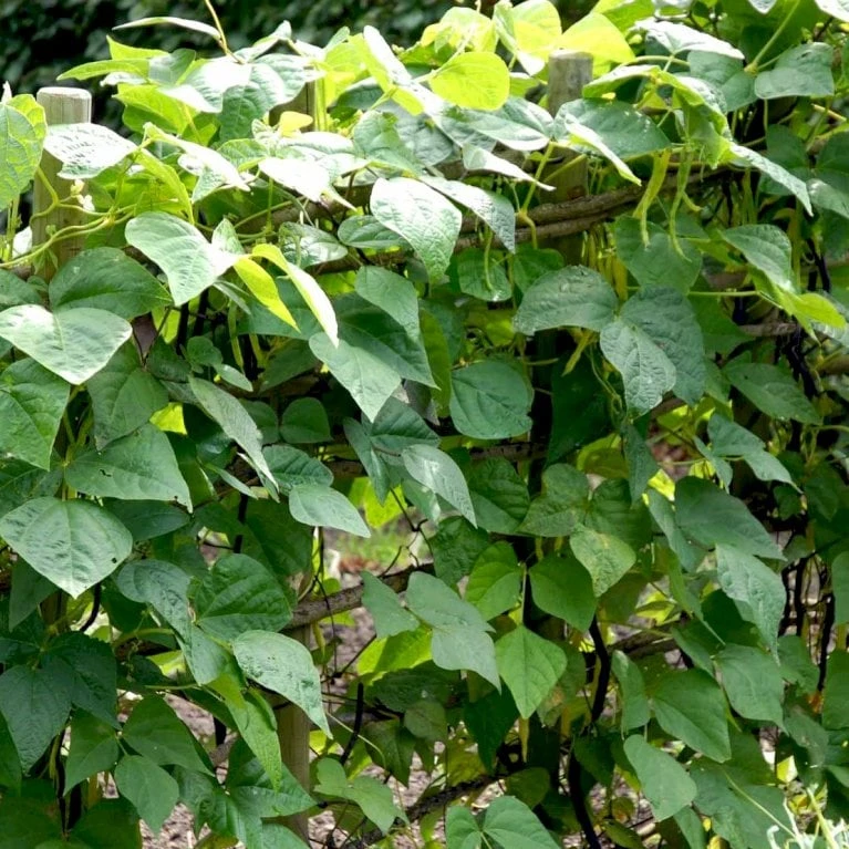 Krybbønne 'Maxi' Øko Phaseolus Vulgaris 'Maxi' Frøpose, Antal Pr. Pakke, Ca. 25 Stk. 2 Krybbønne 'Maxi' Øko Phaseolus Vulgaris 'Maxi' Frøpose, Antal Pr. Pakke, Ca. 25 Stk. - Billede 2