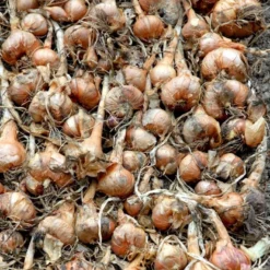 Kepaløg 'Stuttgarter Riesen' Øko Allium Cepa 'Stuttgarter Riesen' Frøpose, Antal Pr. Pakke, Ca. 100 Stk. -Osmosite Butik p20172 54596 allium cepa stuttgarter riesen c67c