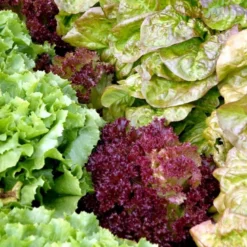 Hovedsalat 'Matilda' Øko Lactuca Sativa 'Matilda' Frøpose, Antal Pr. Pakke, Ca. 30 Stk. -Osmosite Butik p20194 54654 lactuca sativa matilda d164