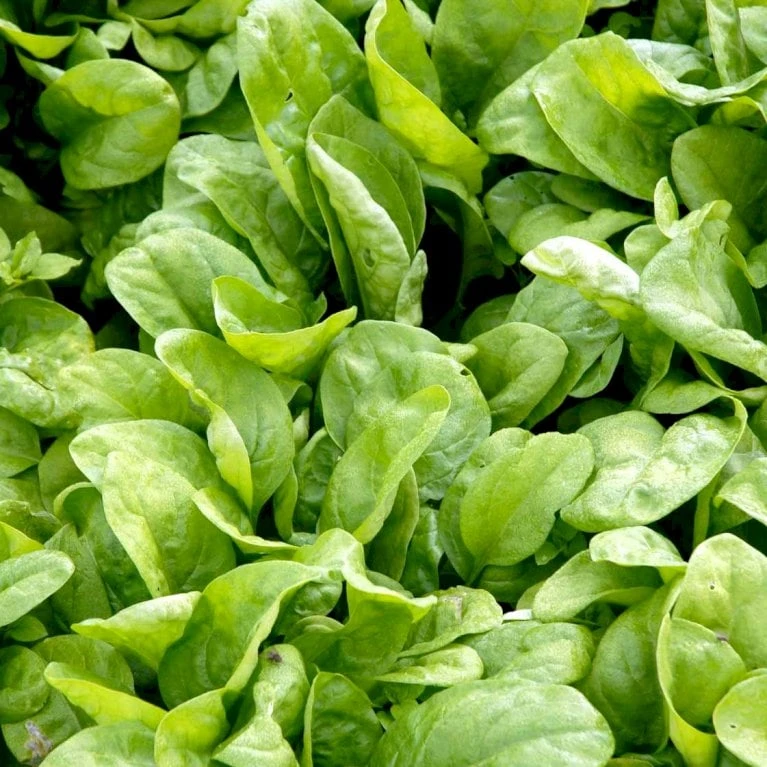 Spinat 'Vroeg Reuzenblad' Øko Spinacia Oleracea L. 'Vroeg Reuzenblad' Frøpose, Antal Pr. Pakke, Ca. 80 Stk. 2 Spinat 'Vroeg Reuzenblad' Øko Spinacia Oleracea L. 'Vroeg Reuzenblad' Frøpose, Antal Pr. Pakke, Ca. 80 Stk. - Billede 2