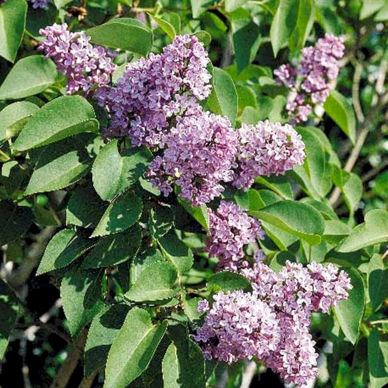 Almindelig Syren Syringa Vulgaris Solitær Busk 150-175 Cm. - Med Klump 1 Almindelig Syren Syringa Vulgaris Solitær Busk 150-175 Cm. - Med Klump