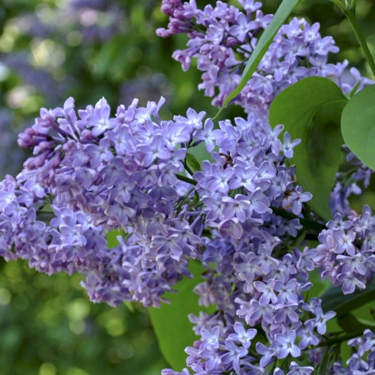 Almindelig Syren Syringa Vulgaris Solitær Busk 150-175 Cm. - Med Klump 3 Almindelig Syren Syringa Vulgaris Solitær Busk 150-175 Cm. - Med Klump - Billede 3