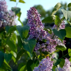 Almindelig Syren Syringa Vulgaris Solitær Busk 150-175 Cm. - Med Klump 10 Almindelig Syren Syringa Vulgaris Solitær Busk 150-175 Cm. - Med Klump -Osmosite Butik p2098 54117 syringa vulgaris e2e1