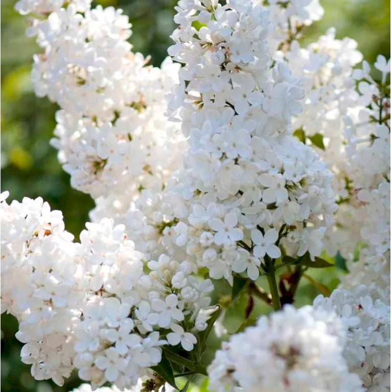 Almindelig Syren Hvid Syringa Vulgaris Alba 5 Liter Potte 1 Almindelig Syren Hvid Syringa Vulgaris Alba 5 Liter Potte