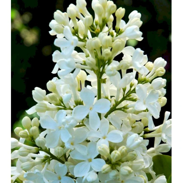 Almindelig Syren Hvid Syringa Vulgaris Alba 5 Liter Potte 3 Almindelig Syren Hvid Syringa Vulgaris Alba 5 Liter Potte - Billede 3