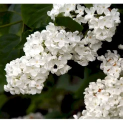 Almindelig Syren Hvid Syringa Vulgaris Alba 5 Liter Potte 10 Almindelig Syren Hvid Syringa Vulgaris Alba 5 Liter Potte -Osmosite Butik p2101 37453 syringa vulgaris alba 6346