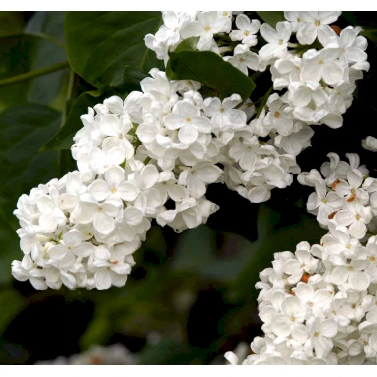 Almindelig Syren Hvid Syringa Vulgaris Alba 5 Liter Potte 5 Almindelig Syren Hvid Syringa Vulgaris Alba 5 Liter Potte - Billede 5