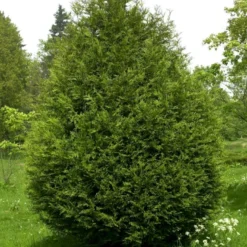Kæmpethuja Thuja Plicata 'Martin' Med Klump,- 80-100 Cm. -Osmosite Butik p21652 52862 thuja plicata martin 427e