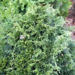 Kæmpethuja Thuja Plicata 'Martin' Med Klump,- 80-100 Cm. -Osmosite Butik p21652 52863 thuja plicata martin 44e5